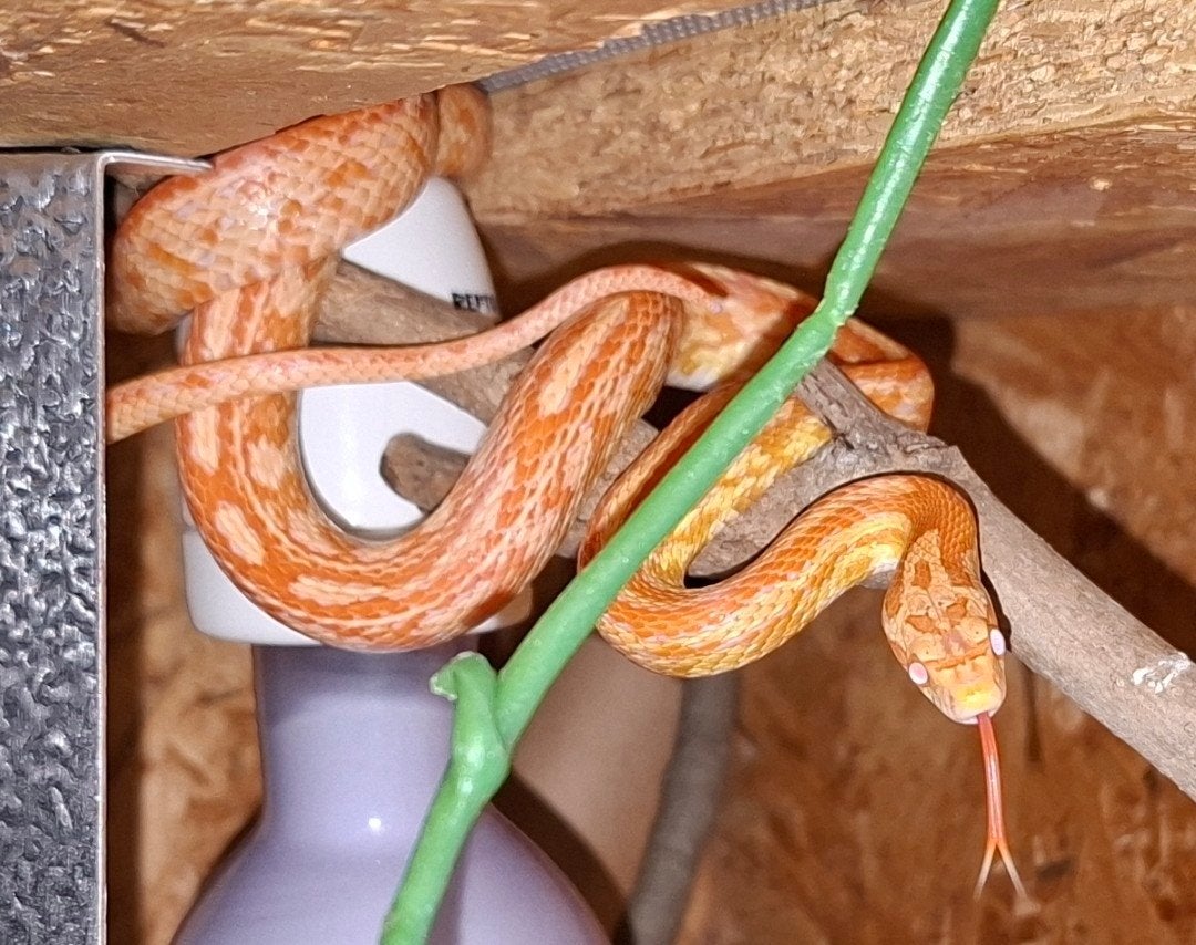 2x rattenslang Rat Snake - unknown for sale from Jer