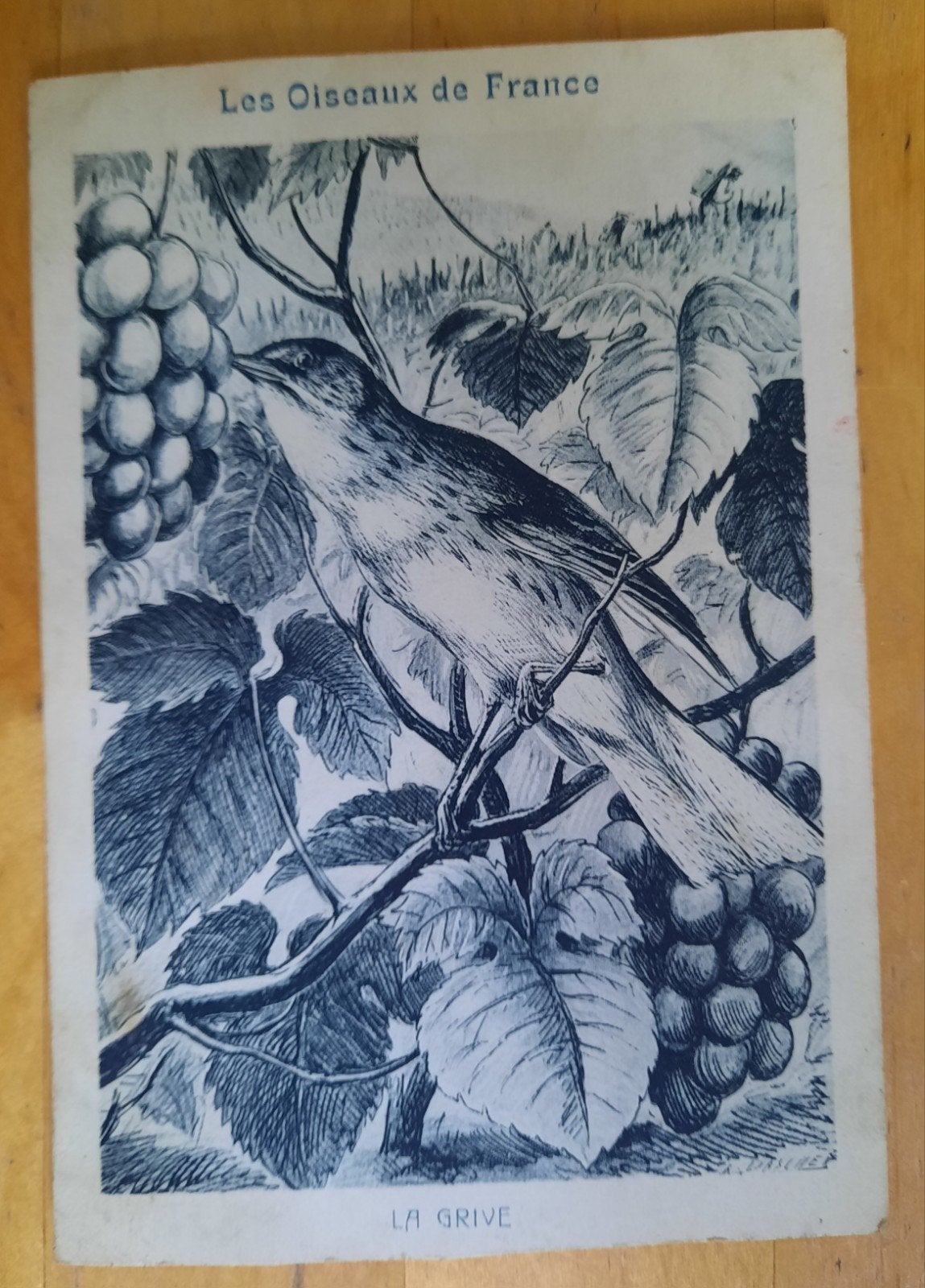Oude prent van een zanglijster, Ophalen of Verzenden, Gebruikt