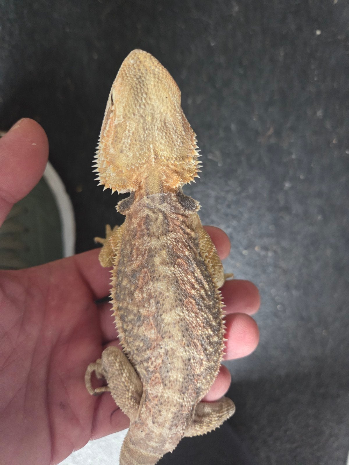 Baardagaam Pogona Vitticeps Classic Citrus/Orange Bearded Dragon - female for sale from r.greven1983