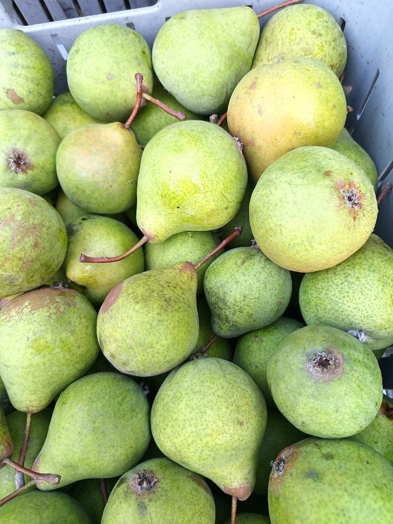 Stoofperen IJsbout bio+, Ophalen