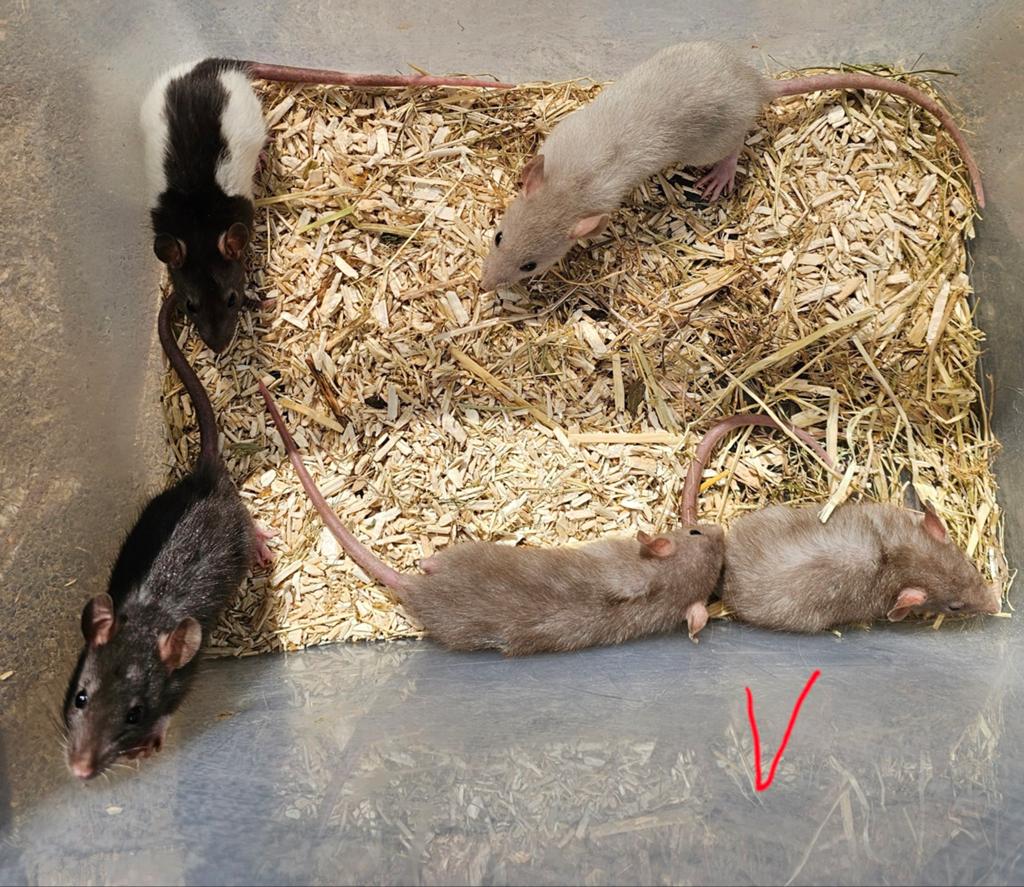 Vrouwelijke ratjes geboren 10 april, Dieren en Toebehoren, Reptielen en Amfibieën, Schildpad, 0 tot 2 jaar