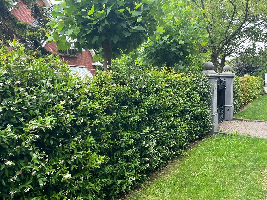 Foto 10 van Toscaanse Jasmijn (Trachelospermum Jasminoides)