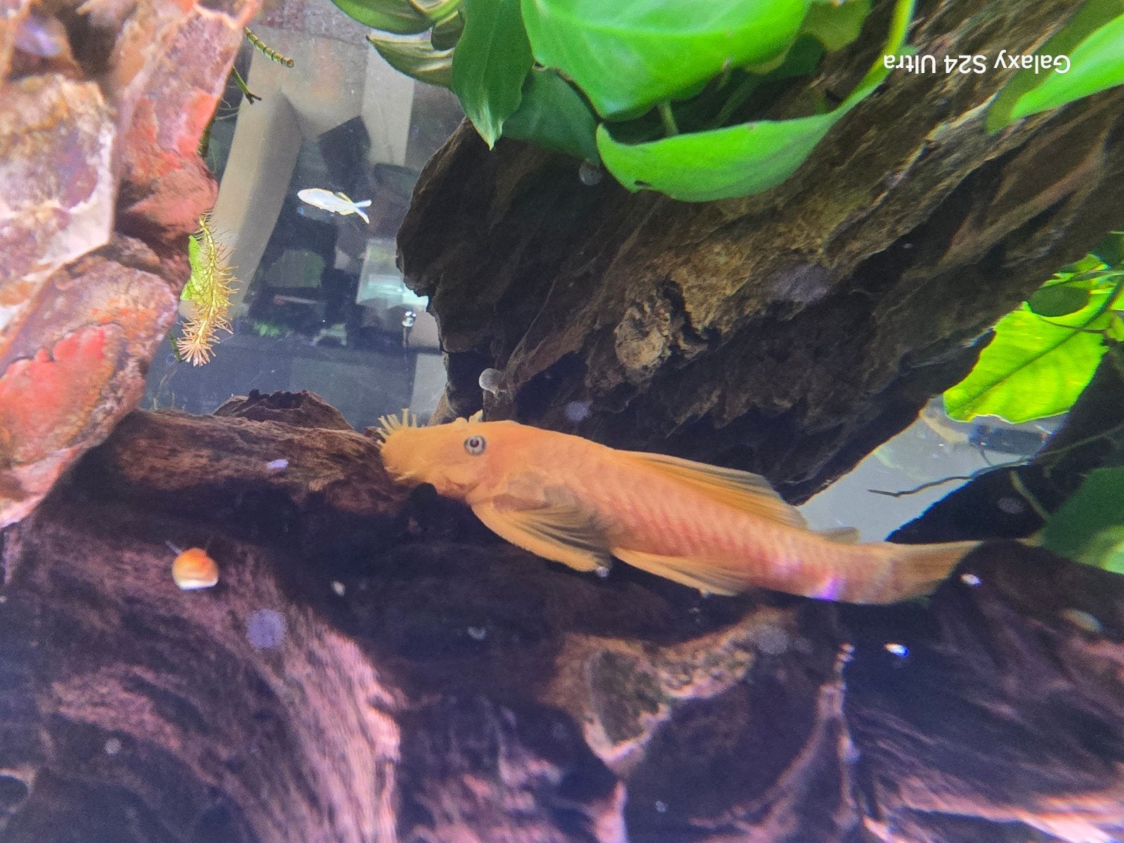 Ancistrus Lemon Blue Eye Man - Locatie Bilzen BE, Vis, Zoetwatervis, Schoolvis