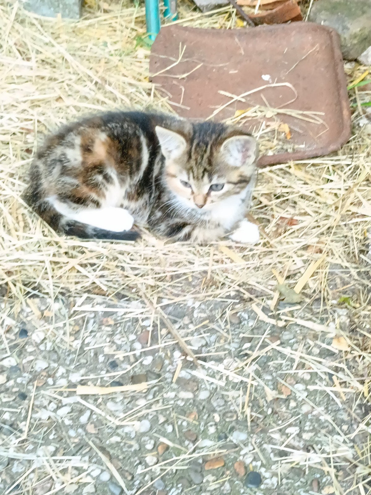 Boerderij kittens, Meerdere dieren, Kortharig, 0 tot 2 jaar