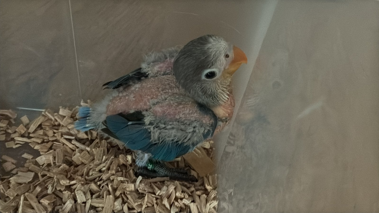 Agapornis fischeri , tamme vogel, Dieren en Toebehoren, Vogels | Parkieten en Papegaaien, Geslacht onbekend, Dwergpapegaai of Agapornis