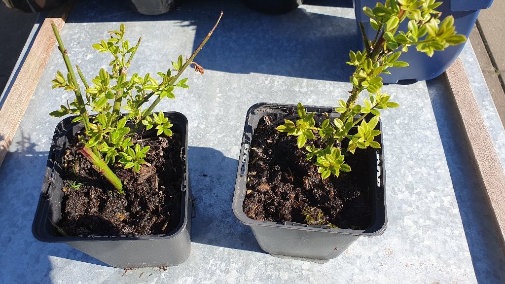 stekken van de Winterjasmijn, Ophalen, Vaste plant, Overige soorten, Volle zon