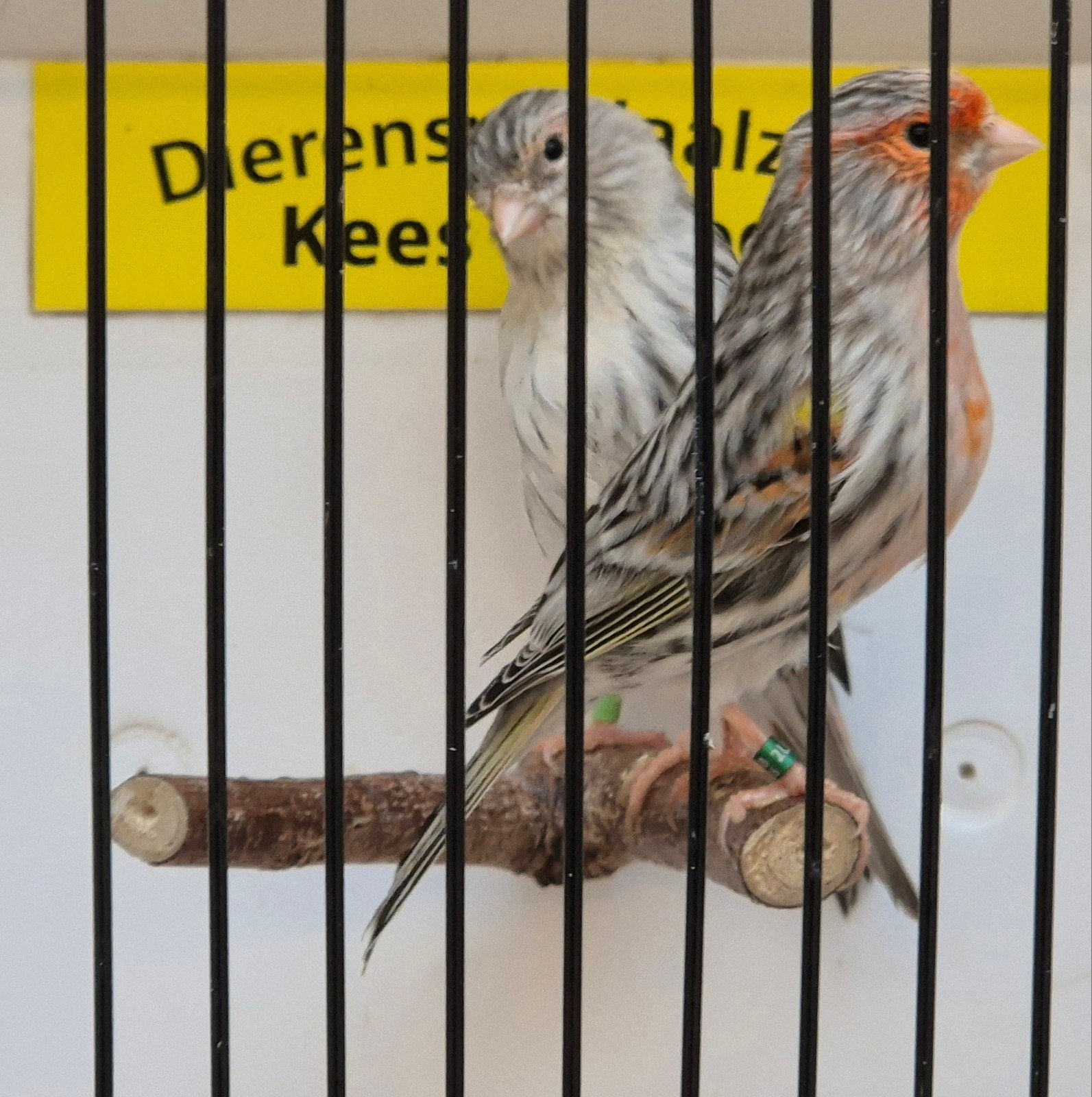 koppel agaat rood mozaïek kanaries, Dieren en Toebehoren
