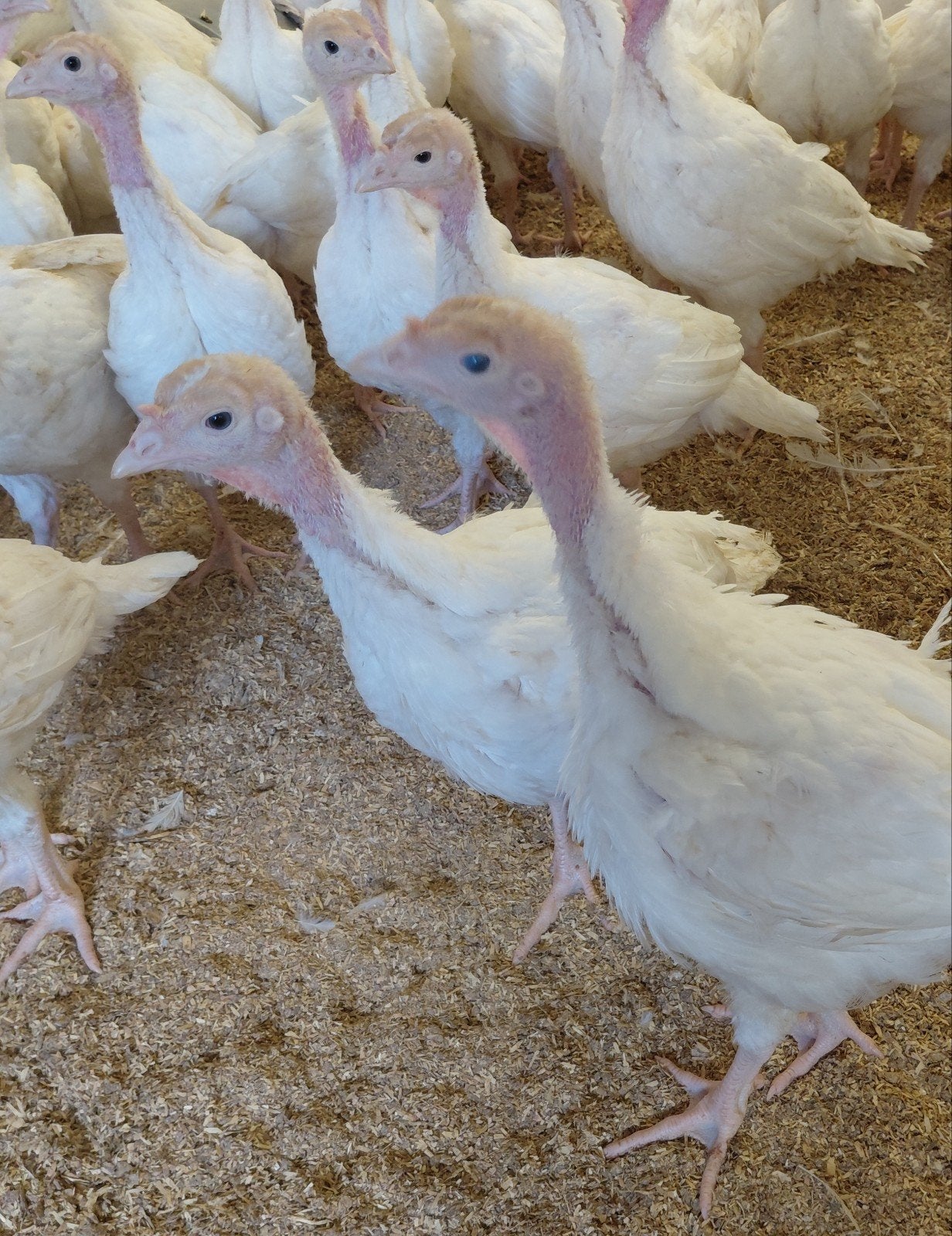Kalkoenen, Dieren en Toebehoren, Meerdere dieren, Kalkoen