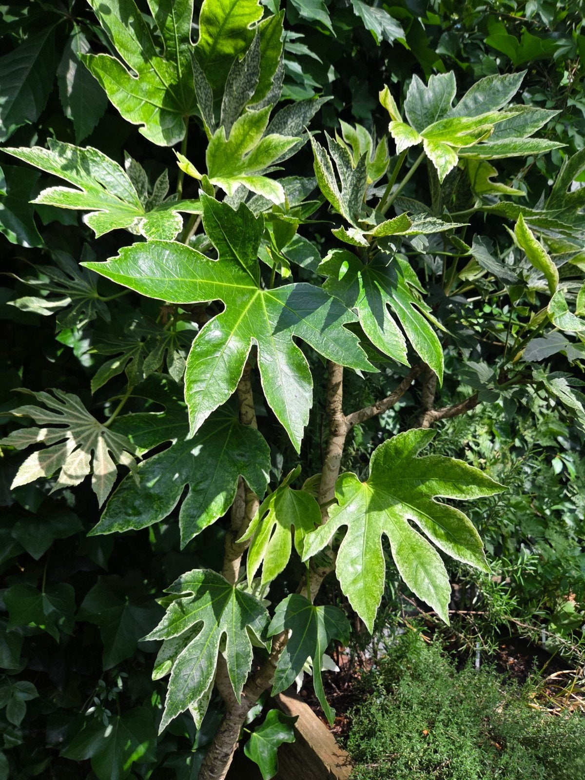 Grote vingerplant, fatsia japonia, Tuin en Terras, Ophalen, Overige soorten, 100 tot 250 cm, Zomer