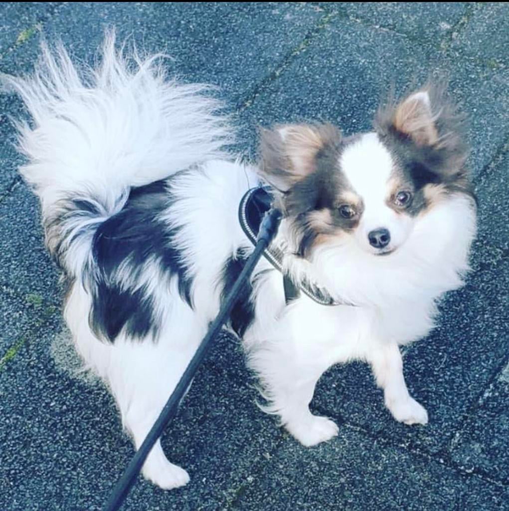 dekking + geld voor puppy blue tricolore chihuahua reu, Reu, Parvo, Eén hond, 3 tot 5 jaar