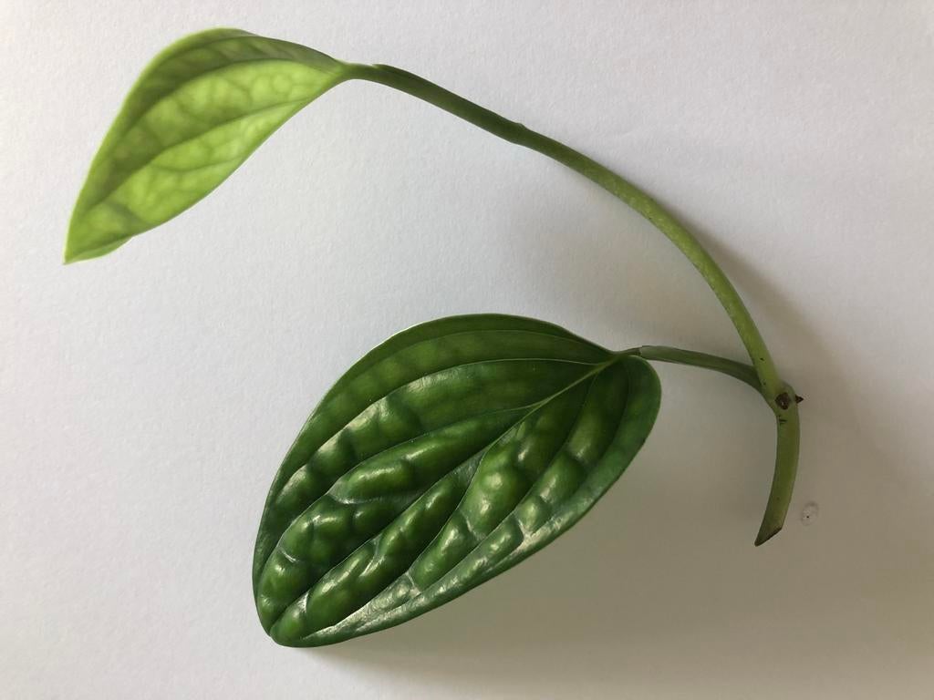 Monstera Peru kopstek, hang/ klimplant., Ophalen of Verzenden, Halfschaduw, Minder dan 100 cm
