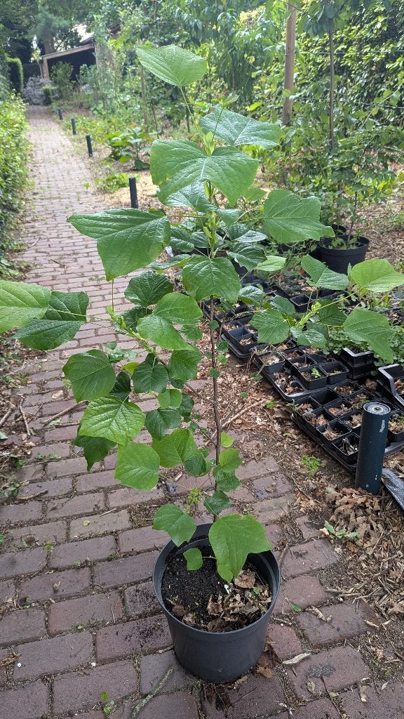 tulpenboom (Liriodendron tulipifera), Overige soorten, Minder dan 100 cm, Ophalen, Volle zon