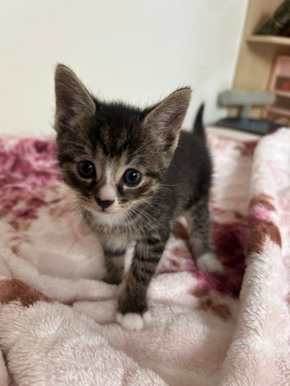 Twee kittens, Dieren en Toebehoren, Katten en Kittens | Raskatten | Korthaar, Meerdere dieren, Met stamboom, 0 tot 2 jaar