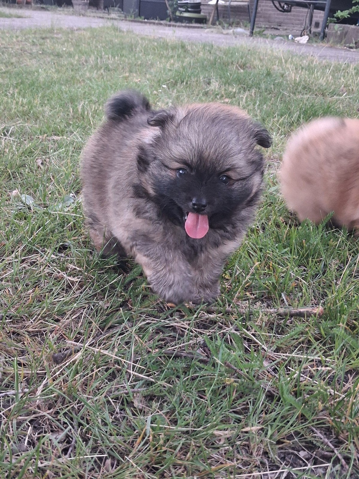 Pomeriaan pup, Parvo, 8 tot 15 weken, Eén hond, Nederland