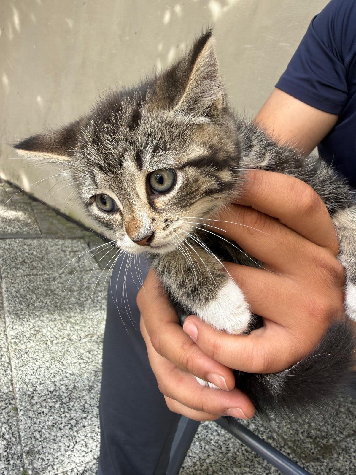 kitten, Dieren en Toebehoren, Katten en Kittens | Overige Katten, Poes