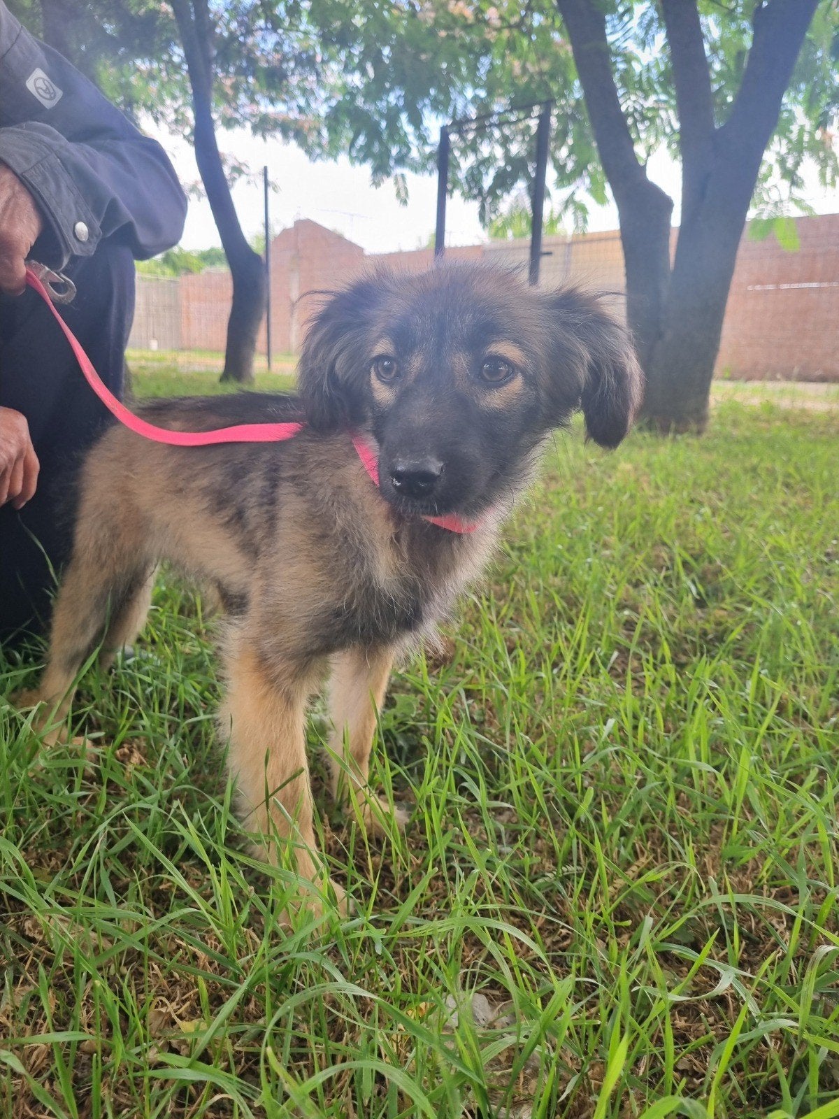 Deze cutie  is Lizzy, Ter adoptie, Dieren en Toebehoren, Honden | Niet-rashonden, Particulier, 15 weken tot 1 jaar, Buitenland
