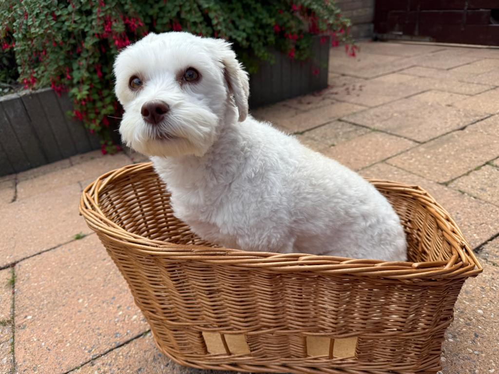 Fietsmand hond, Dieren en Toebehoren, Ophalen, Gebruikt