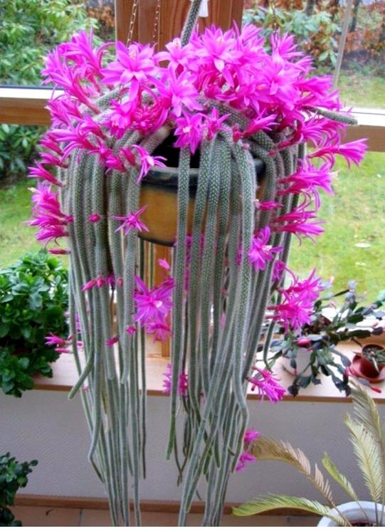 cactus - Aporocactus flagelliformis - Rattenstaart cactus, Huis en Inrichting, Kamerplanten, Verzenden, Cactus, Volle zon, Minder dan 100 cm