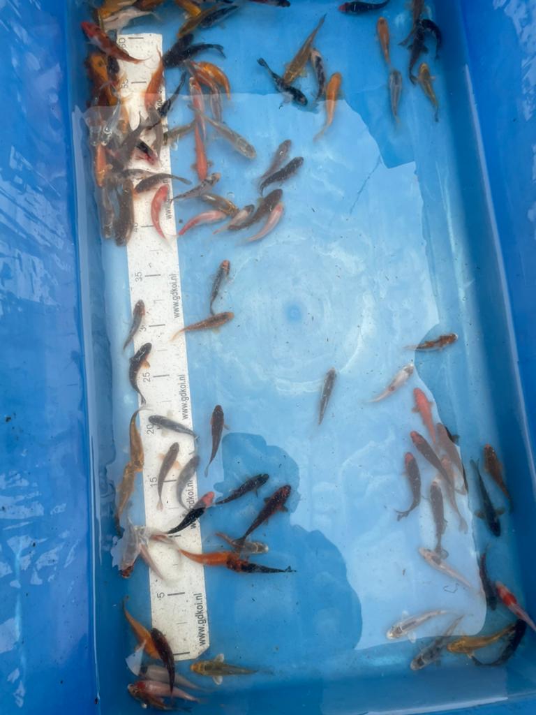 Koikarpertjes ongeveer 7 cm, Dieren en Toebehoren, Vissen | Vijvervissen, Karper of Koi