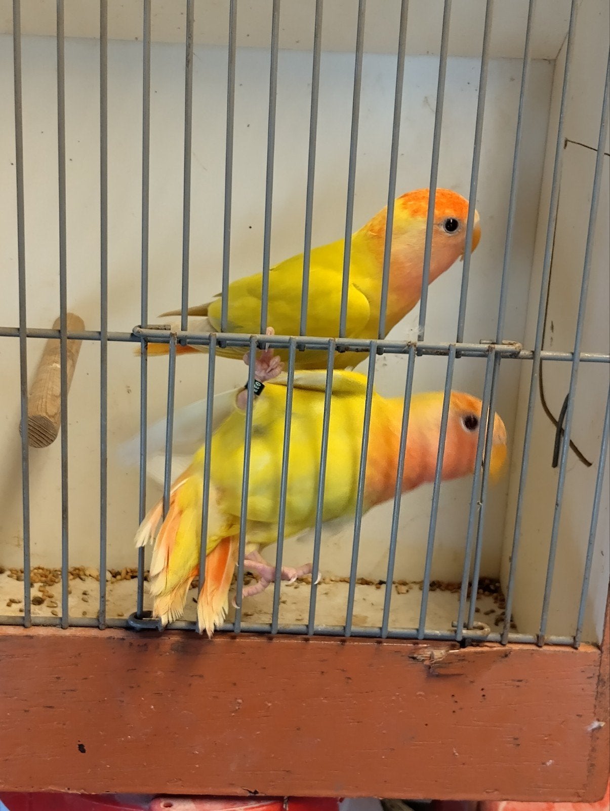 agapornis roseicollie jonge vogels, Dieren en Toebehoren, Geslacht onbekend