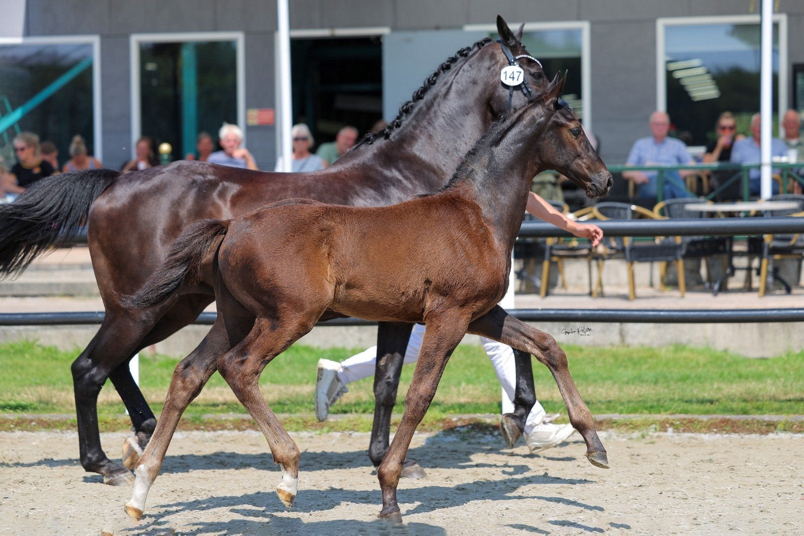 kwpn hengstveulen V.Mowgli, Dieren en Toebehoren, Paarden, Hengst, 0 tot 2 jaar