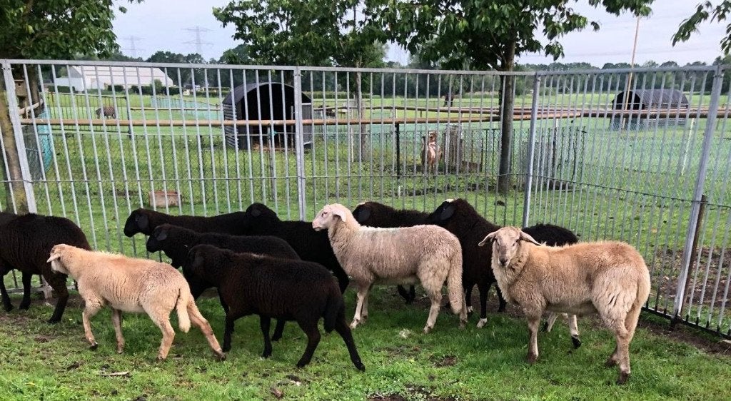 weidelammeren, Dieren en Toebehoren, Meerdere dieren, Schaap, 0 tot 2 jaar