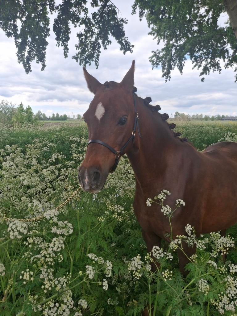 Zeer mooie merrie Welsh B, Dieren en Toebehoren, Pony's, Merrie, Met stamboom, B pony (1.17m tot 1.27m), Onbeleerd
