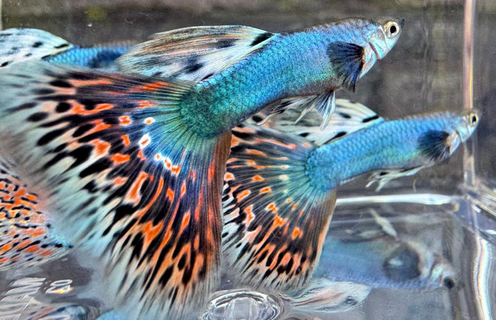 ***Singa Platinum Red Mosaic guppen***, Dieren en Toebehoren, Vis, Zoetwatervis, Schoolvis