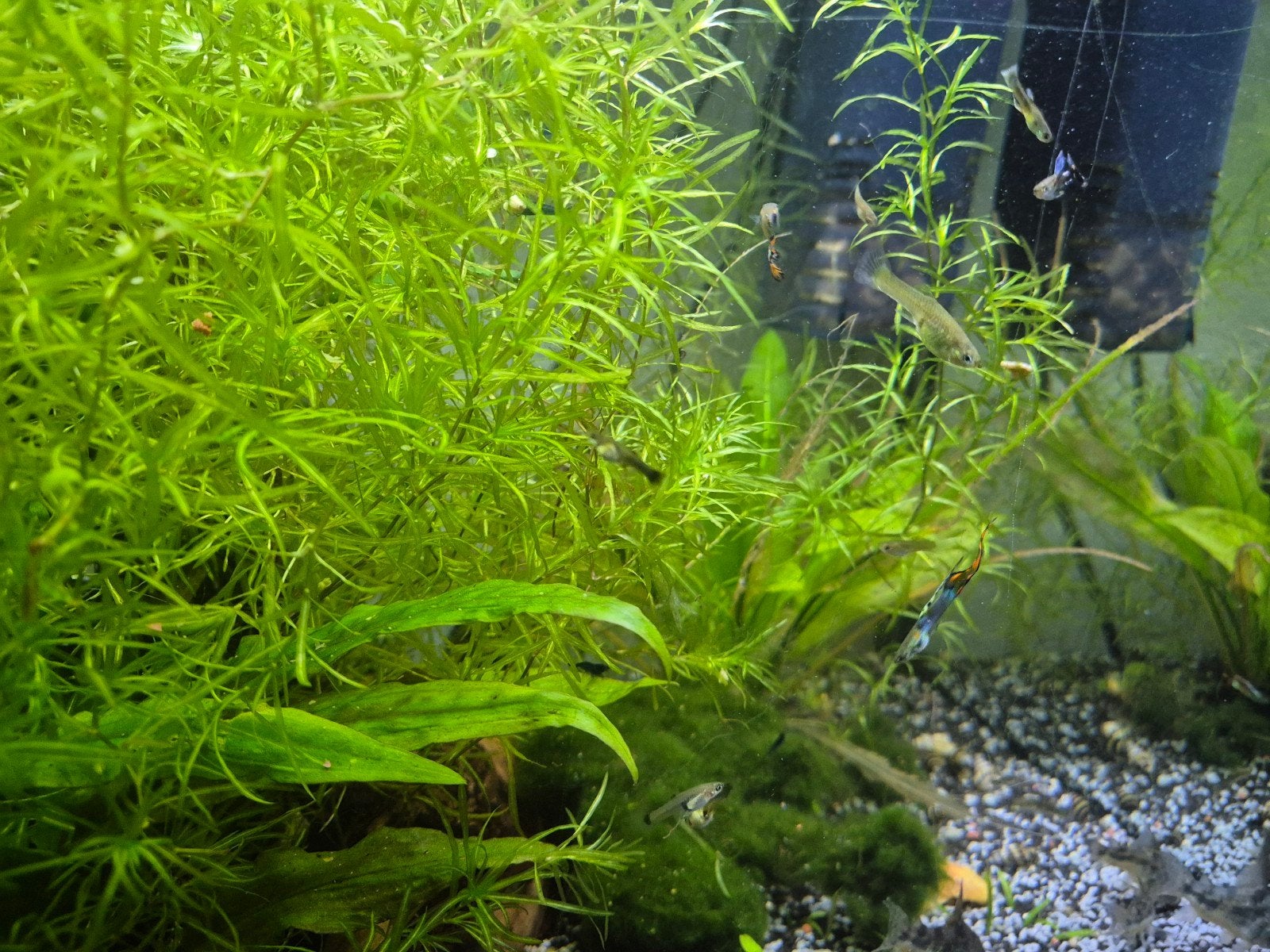 jong volwassen guppy en guppy gras, Dieren en Toebehoren, Vis, Zoetwatervis, Schoolvis