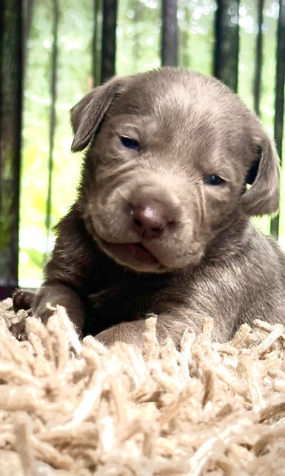 * Prachtige Weimaraner pups *, Dieren en Toebehoren, Overige rassen, 8 tot 15 weken, Parvo, Meerdere