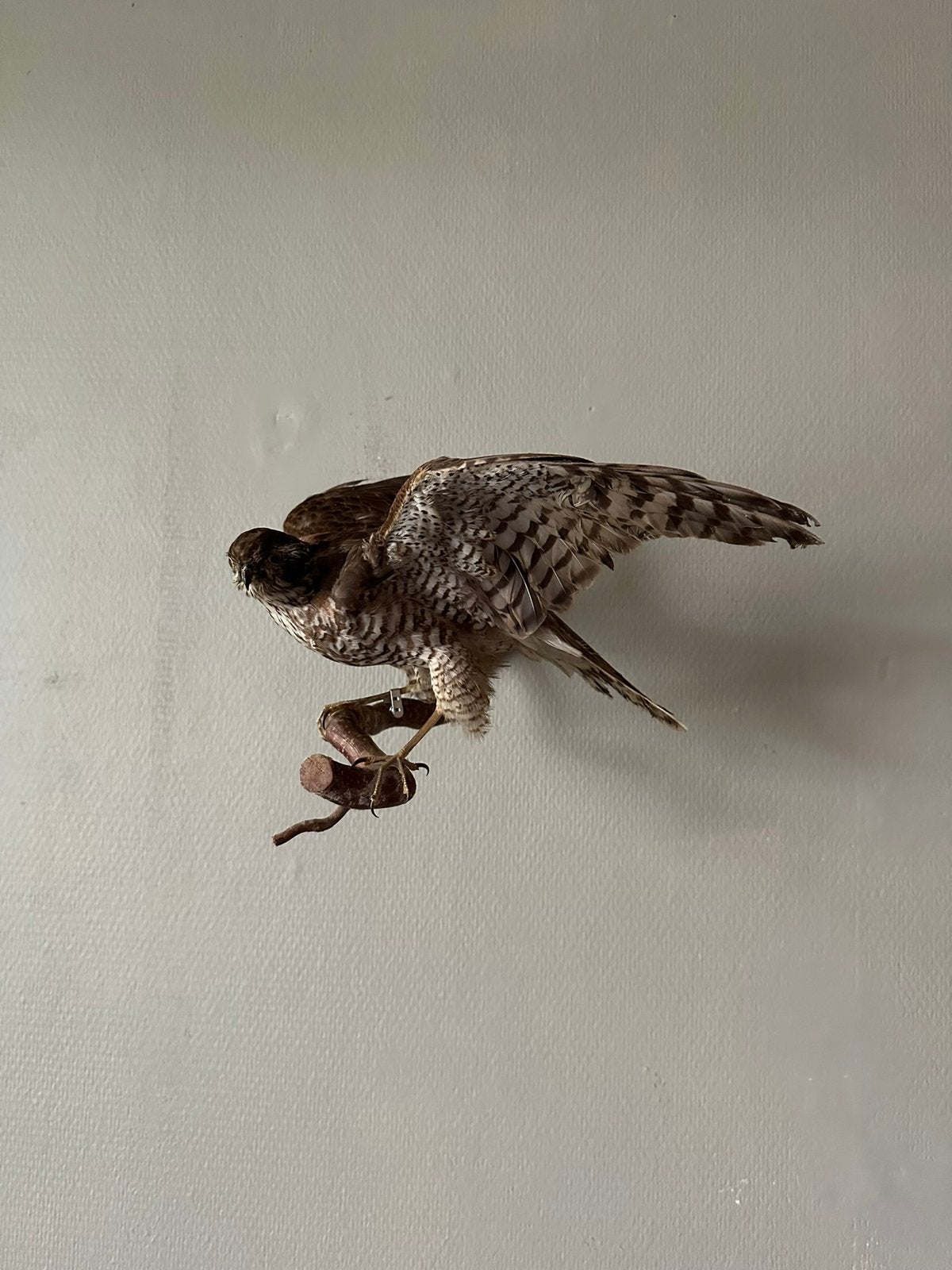 Prachtige opgezette sperwer taxidermie, Verzamelen, Ophalen of Verzenden, Zo goed als nieuw, Vogel, Opgezet dier