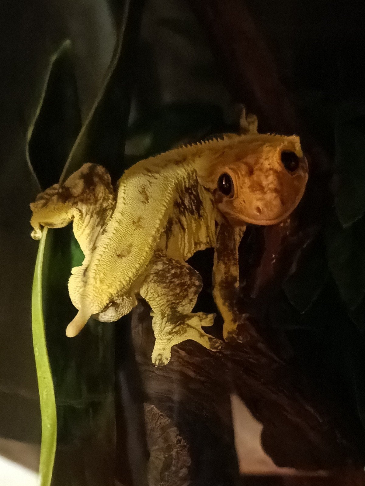 Wimpergekko man Lilly White frogbutt Crested Gecko photo 7