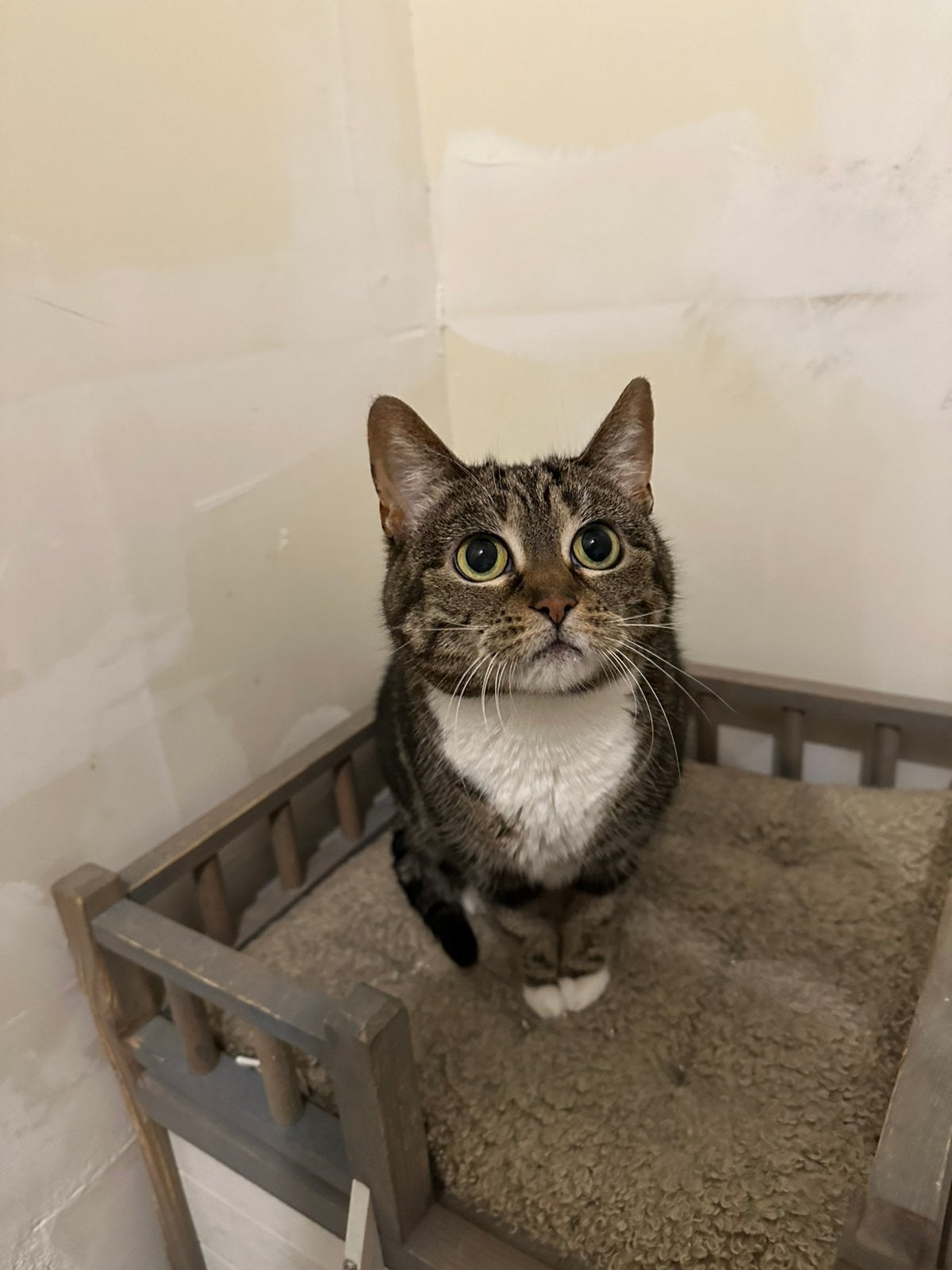Katten ter adoptie, Dieren en Toebehoren, Katten en Kittens | Overige Katten, Poes, Kortharig