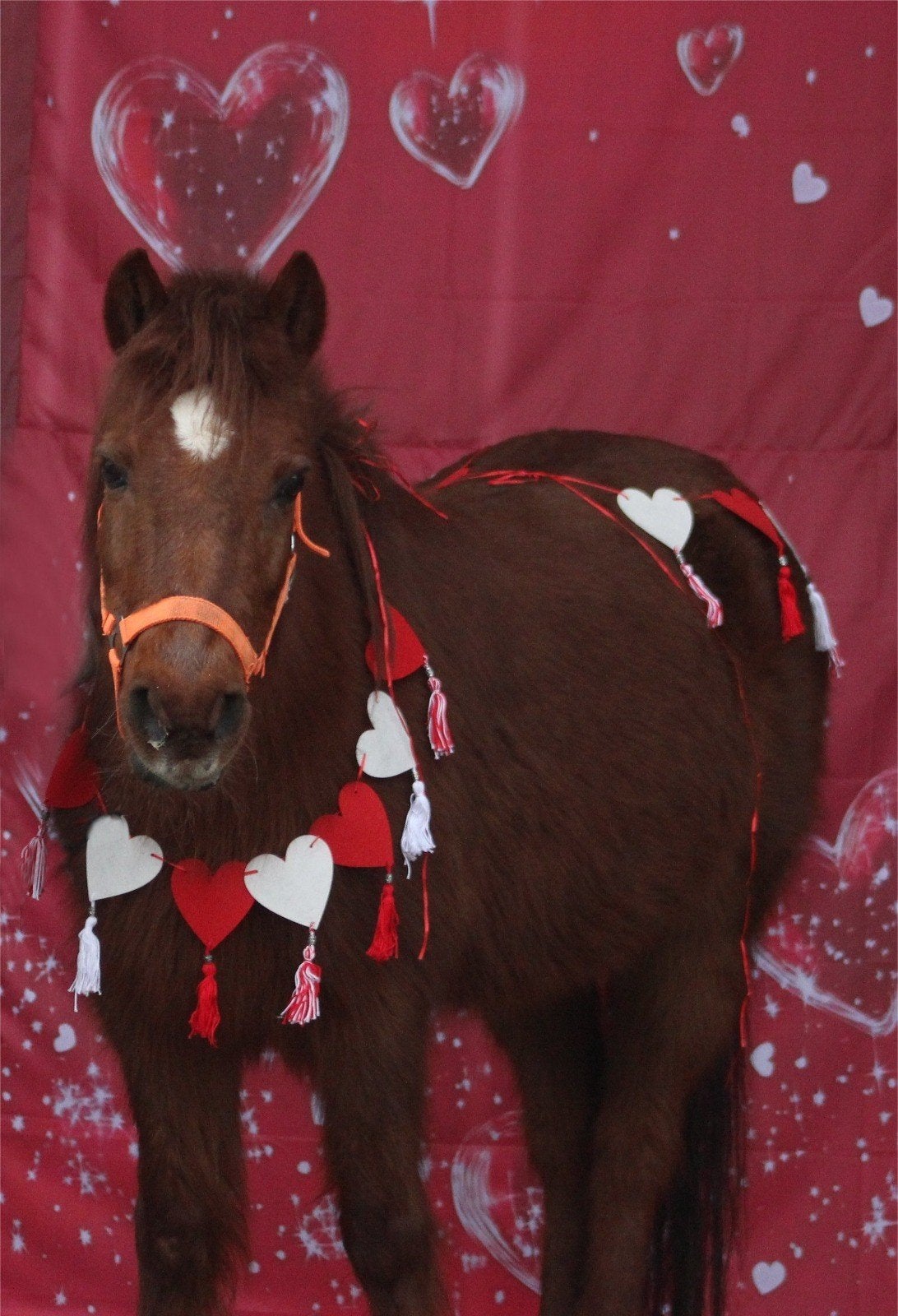 Verzorg/lease pony aangeboden, Ophalen of Verzenden, Nieuw