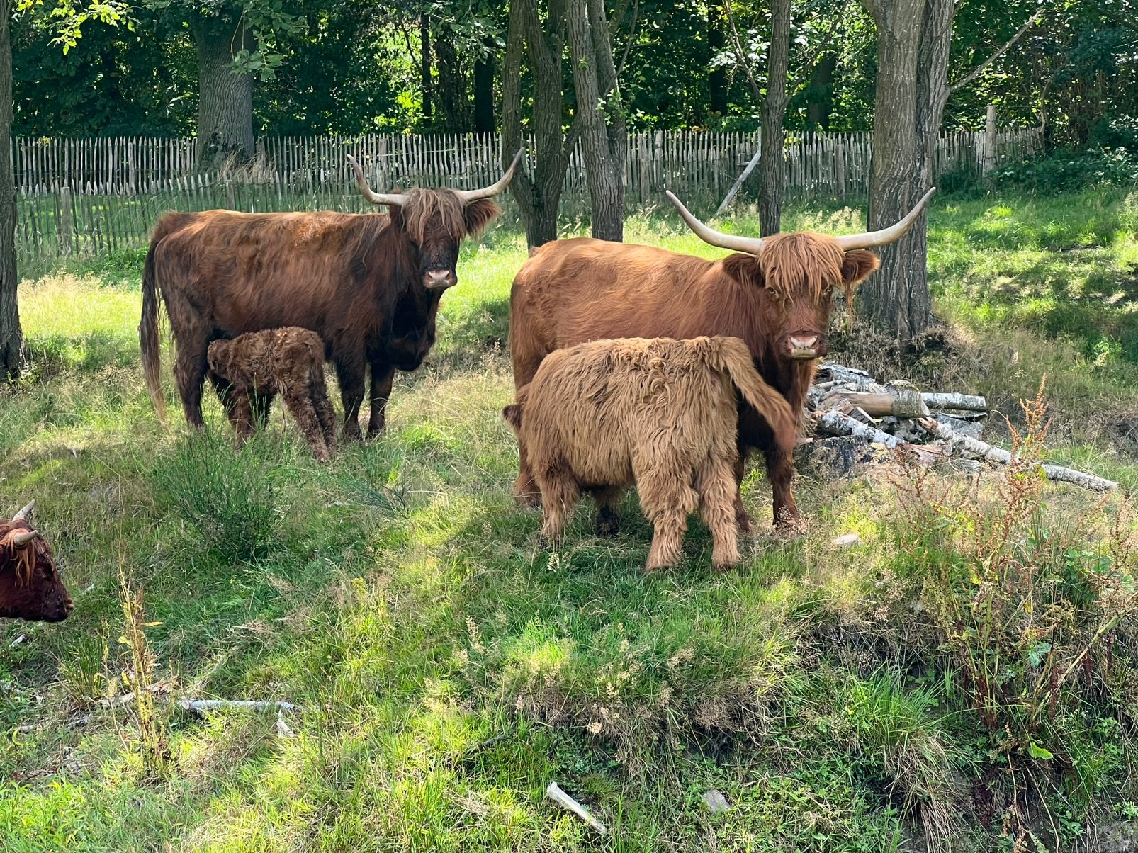 Stiertje. Bruin, Dieren en Toebehoren, Runderen, Mannelijk