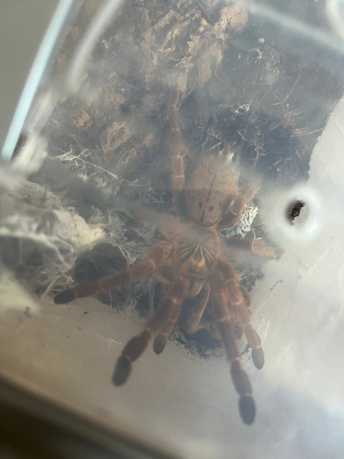 Orange babboon tarantula, Dieren en Toebehoren, Spin of Schorpioen