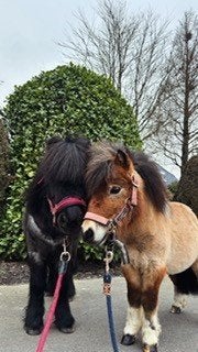 2 lieve shetlanders, Hengst, Onbeleerd, A pony (tot 1.17m), 3 tot 6 jaar