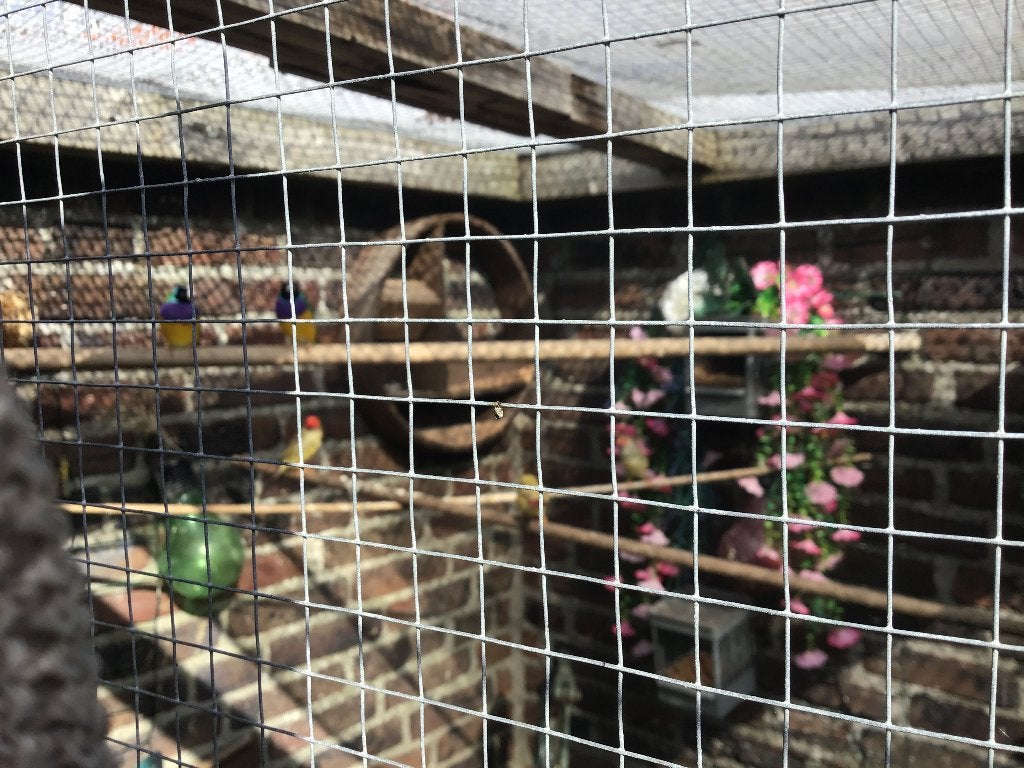 Gouldamadine, Mannelijk, Tropenvogel