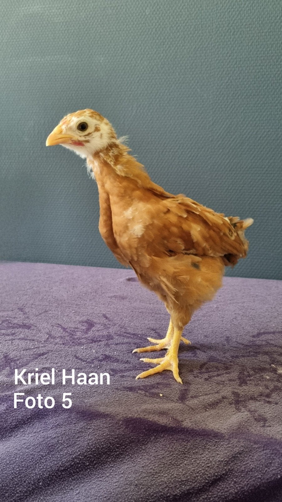Kriel Kuikens ( hanen ) MOGEN NAAR BUITEN., Meerdere dieren, Kip