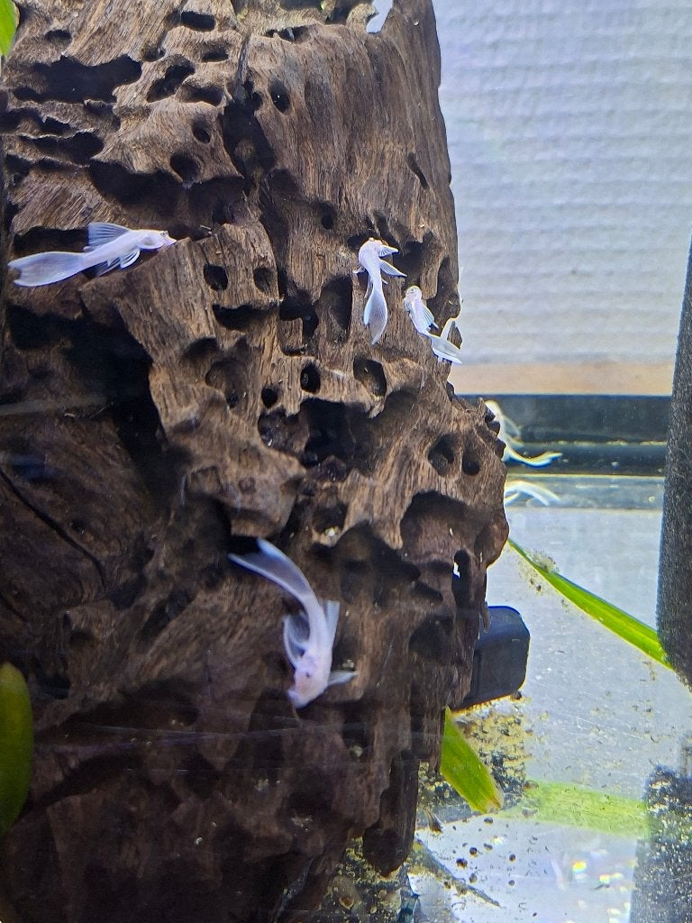 L144 snow white long fin, Vis, Zoetwatervis
