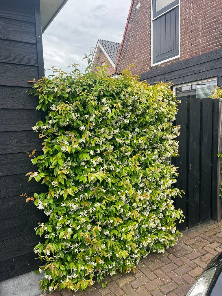 Foto 12 van Toscaanse Jasmijn (Trachelospermum Jasminoides)