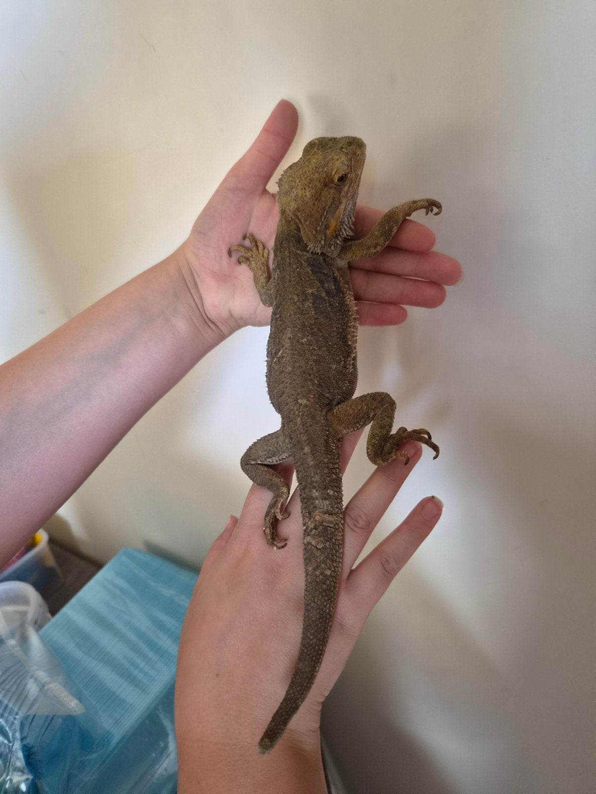 baardagaam, Dieren en Toebehoren, Reptielen en Amfibieën, Hagedis, Tam, 7 tot 10 jaar