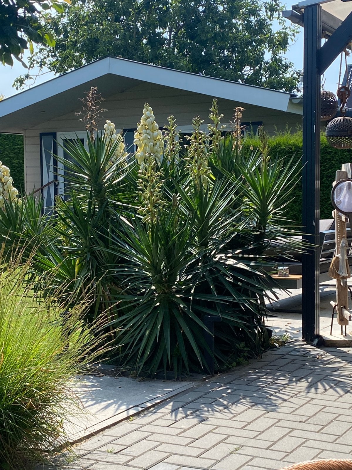 Grote palmlelie yucca, Tuin en Terras, Volle zon, Vaste plant, Zomer, Ophalen