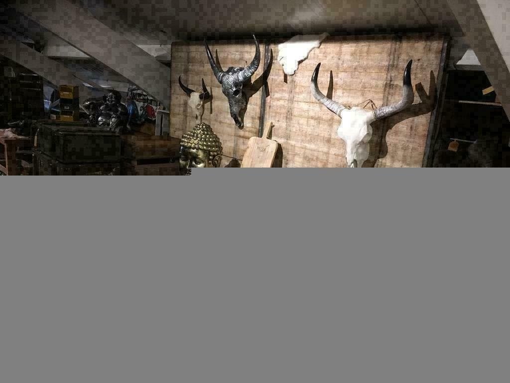 Buffel Skulls met witte of zwarte hoorns ,  Grote aantallen, Ophalen of Verzenden, Nieuw