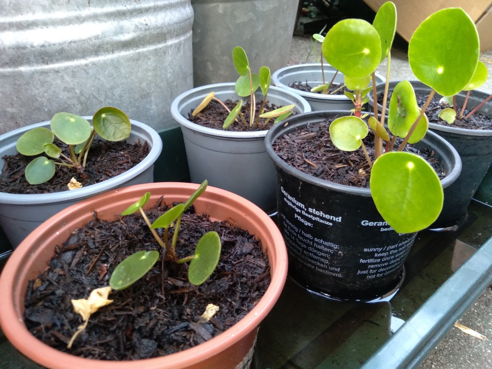 Stekjes pannenkoekplantjes ruilen of te koop, Ophalen of Verzenden, Overige soorten, Volle zon