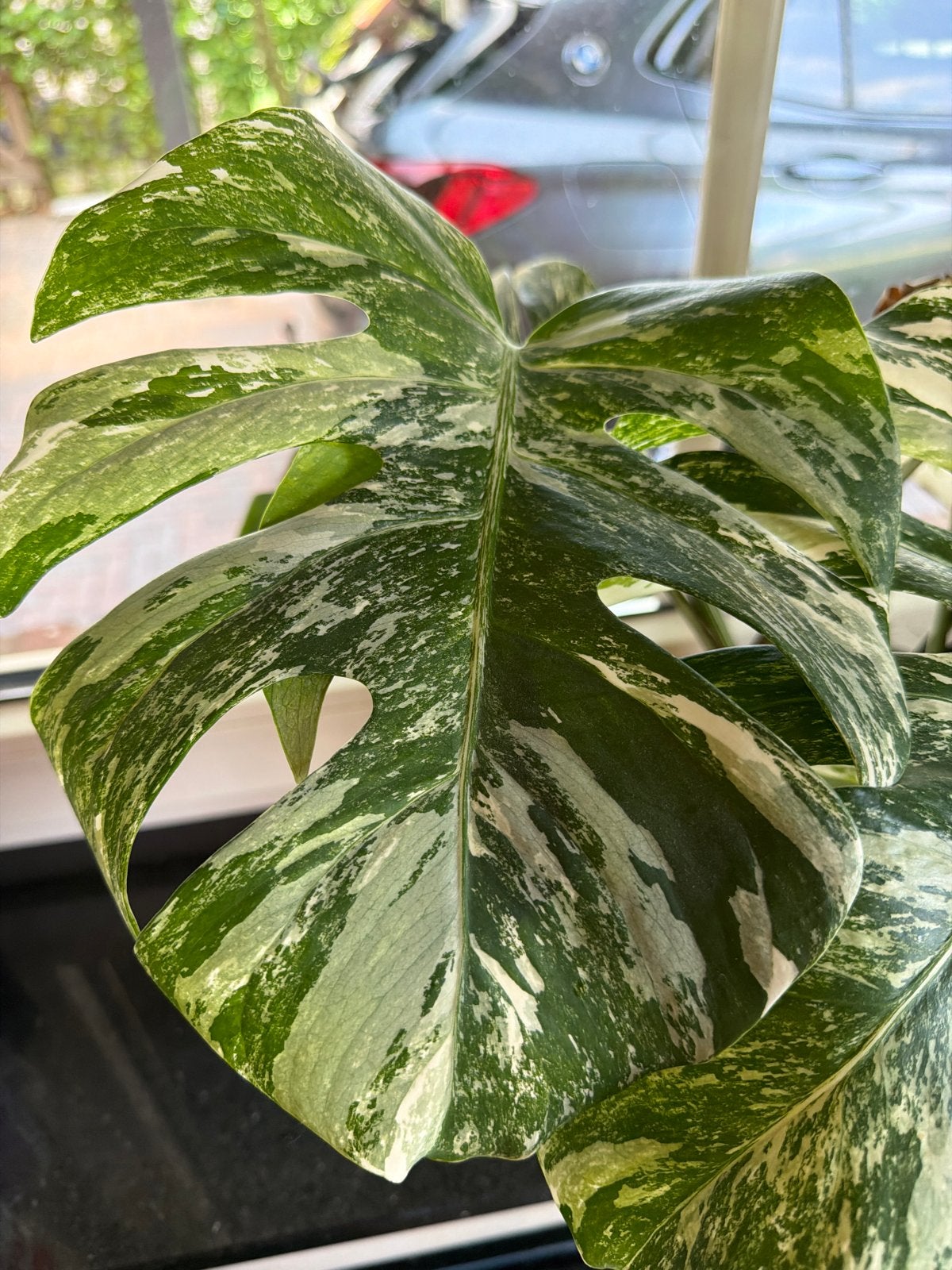 Monstera Variegata stekjes 15 eu p.s, Vaste plant, Bloeit niet, Halfschaduw, Ophalen