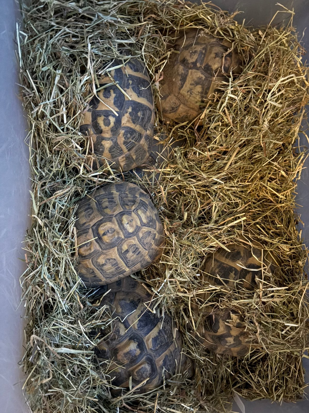 Testudo hermanni hermanni sardine groep Tortoise - unknown for sale from Ramirez