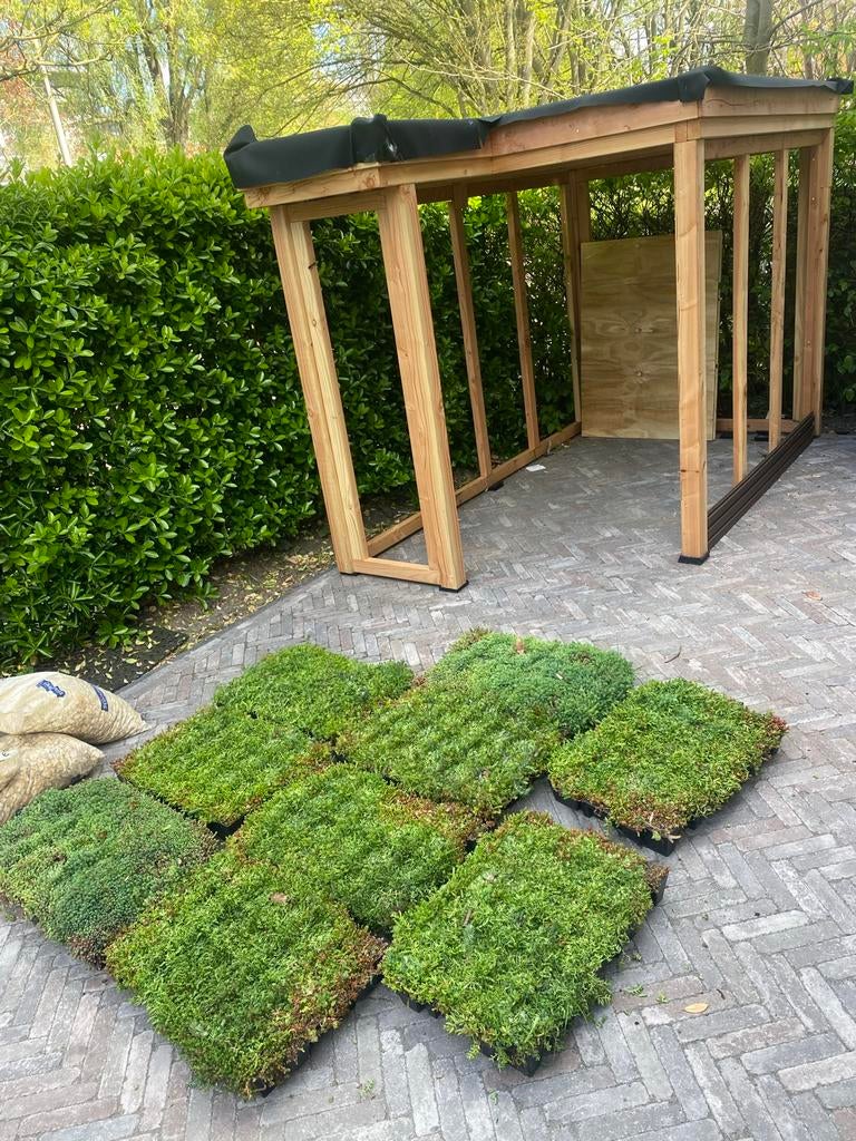 Sedum groendak matten pakket of cassettes - Cor Derksen, Tuin en Terras, Ophalen of Verzenden, Volle zon