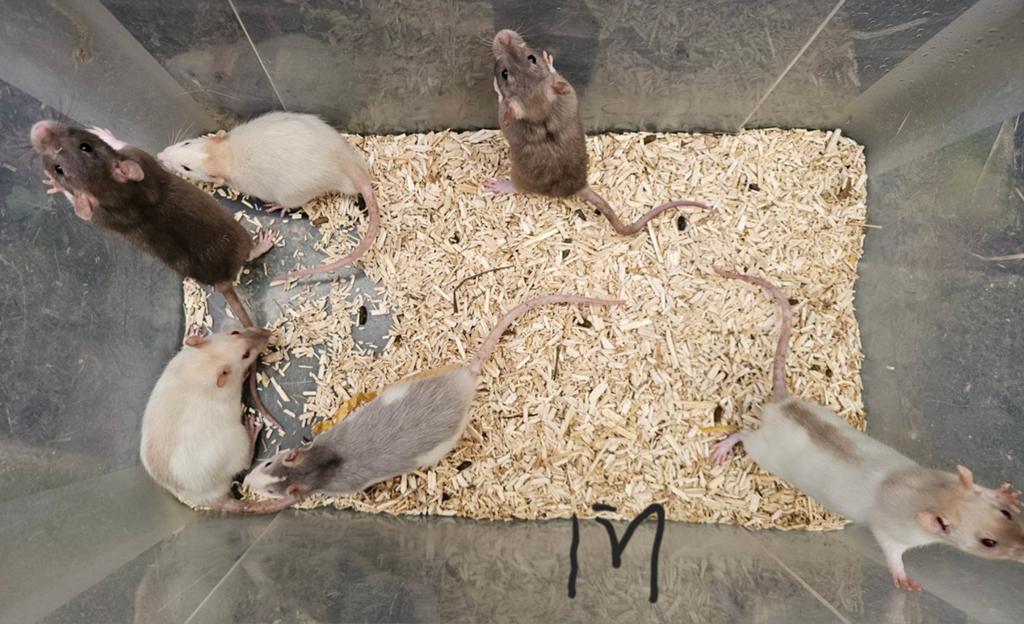 Mannelijke ratjes geboren laatste week maart, Dieren en Toebehoren, Reptielen en Amfibieën, Schildpad, 0 tot 2 jaar