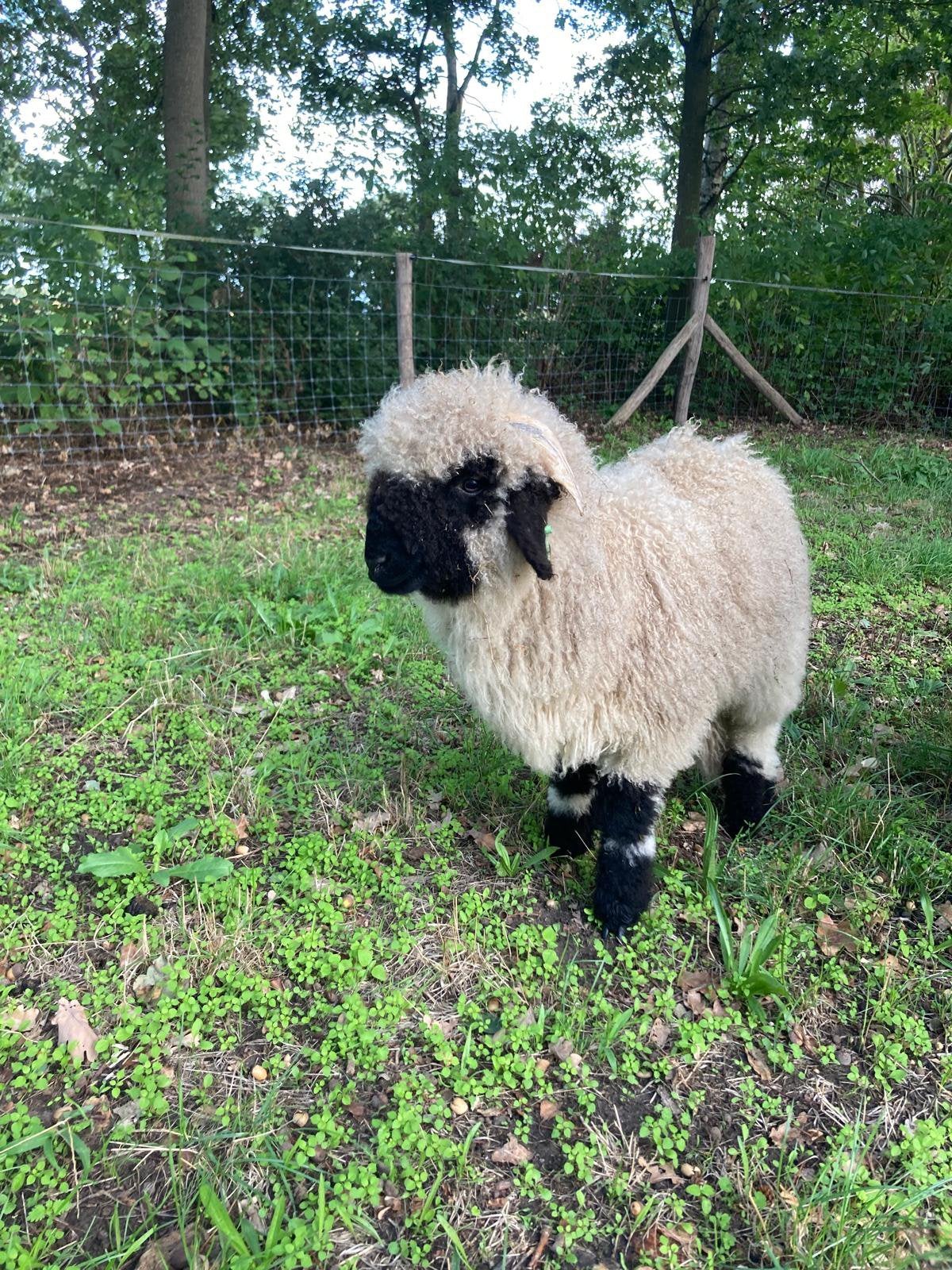 Te koop wallischer schwarznase ram, Mannelijk, Schaap